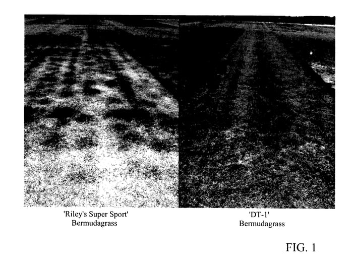 Figure 1 of US plant patent PP27392, the photograph of DT-1 printed in the patent.