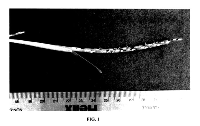 Figure 1 of US plant patent PP27393, the photograph of DALSA 0605 printed in the patent.