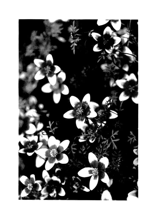 Figure 1 of US plant patent PP27394, the photograph of Hafltufr printed in the patent.