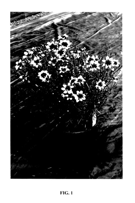 Figure 1 of US plant patent PP27395, the photograph of Peach Sparkle printed in the patent.