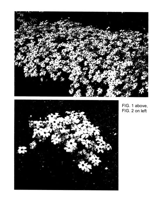 Figure 1 of US plant patent PP27396, the photograph of Buttermilk printed in the patent.