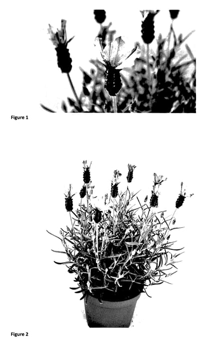 Figure 1 of US plant patent PP27398, the photograph of LABZ0005 printed in the patent.