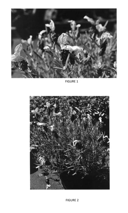 Figure 1 of US plant patent PP27399, the photograph of LABZ0006 printed in the patent.