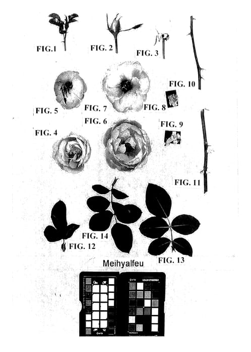 Figure 1 of US plant patent PP27400, the photograph of Meihyalfeu printed in the patent.