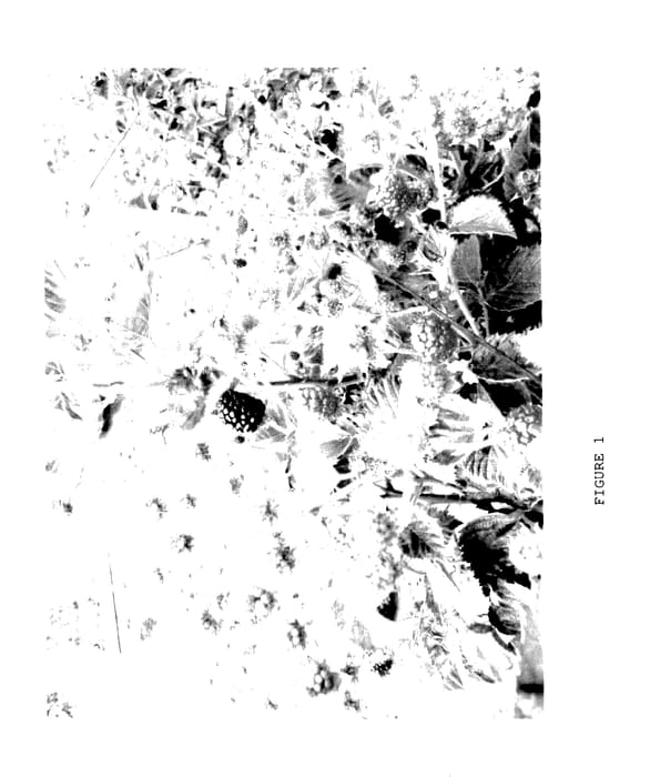 Figure 1 of US plant patent PP27401, the photograph of APF-122 printed in the patent.