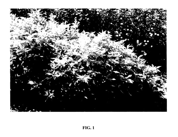 Figure 1 of US plant patent PP27402, the photograph of Jefreb printed in the patent.