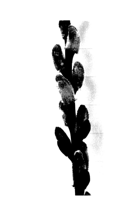 Figure 1 of US plant patent PP27403, the photograph of Lubbers Zwart printed in the patent.