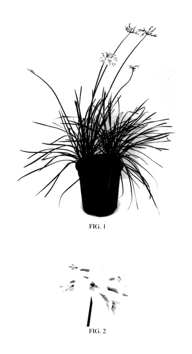 Figure 1 of US plant patent PP27404, the photograph of Ashanti printed in the patent.