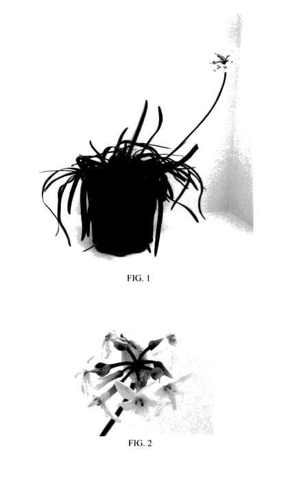 Figure 1 of US plant patent PP27405, the photograph of Savanna Lightning printed in the patent.