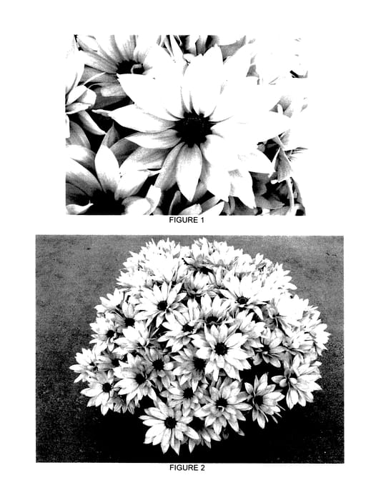 Figure 1 of US plant patent PP27406, the photograph of CIDZ0066 printed in the patent.
