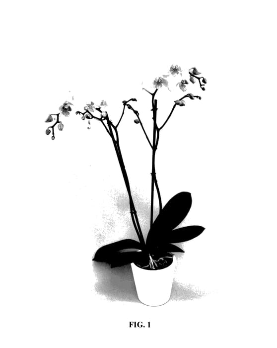 Figure 1 of US plant patent PP27407, the photograph of PHALDENDO printed in the patent.