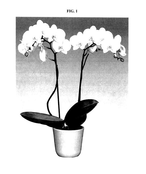 Figure 1 of US plant patent PP27408, the photograph of Izzy printed in the patent.