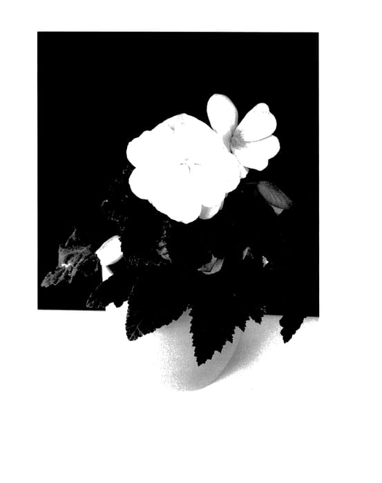 Figure 1 of US plant patent PP27409, the photograph of TMBG0802 printed in the patent.