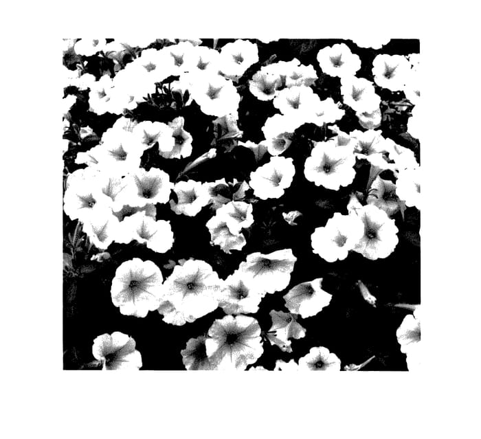 Figure 1 of US plant patent PP27410, the photograph of Sutulim printed in the patent.