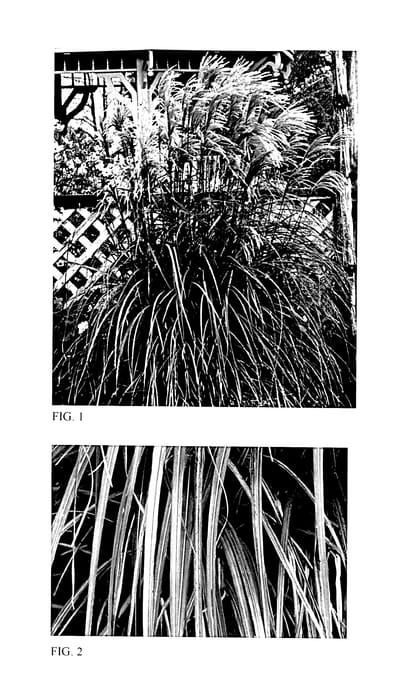 Figure 1 of US plant patent PP27411, the photograph of Autumn Anthem printed in the patent.