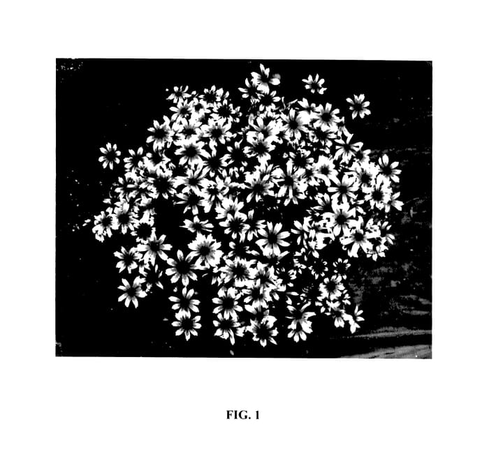Figure 1 of US plant patent PP27412, the photograph of Razzle Dazzle printed in the patent.