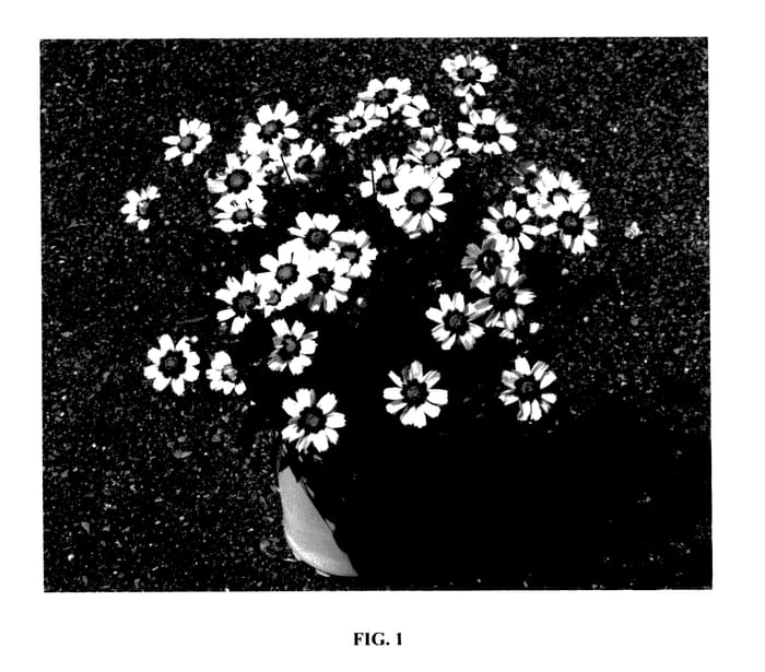 Figure 1 of US plant patent PP27413, the photograph of Starbright printed in the patent.