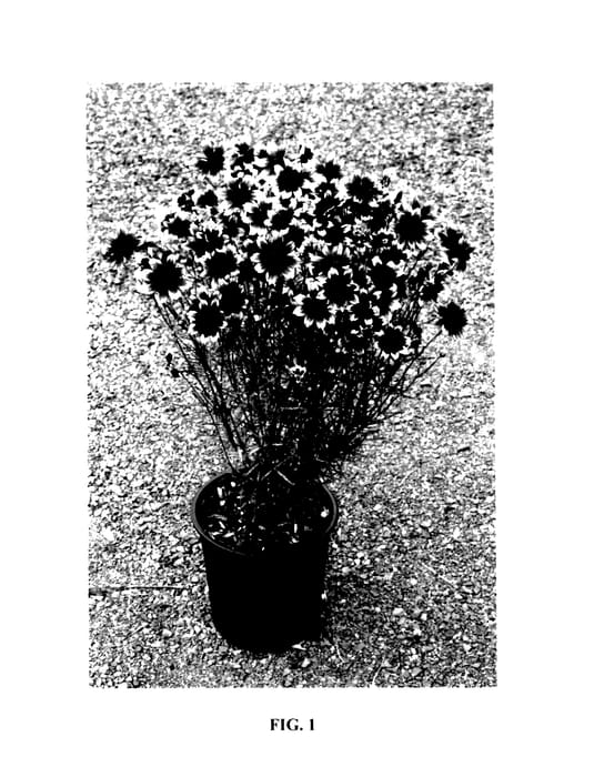 Figure 1 of US plant patent PP27414, the photograph of Berry Chiffon printed in the patent.