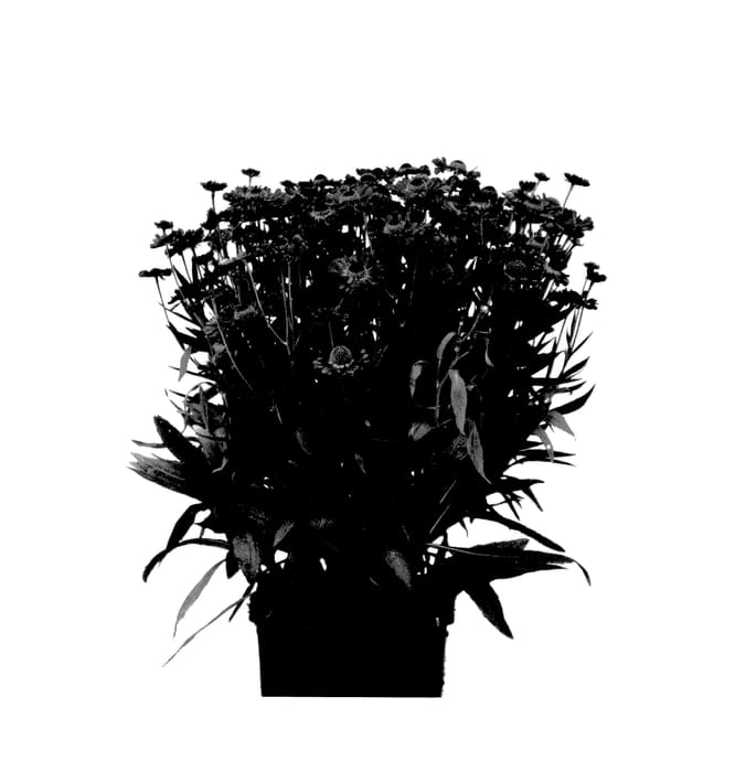 Figure 1 of US plant patent PP27415, the photograph of Ranchera printed in the patent.