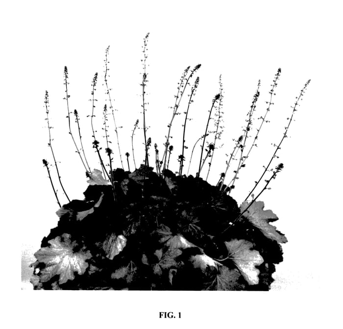Figure 1 of US plant patent PP27416, the photograph of Dela 051 printed in the patent.