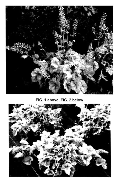 Figure 1 of US plant patent PP27417, the photograph of Hot Spot printed in the patent.