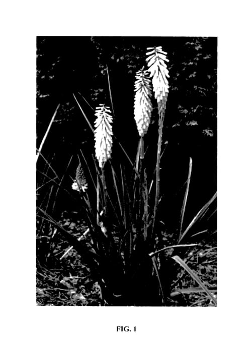 Figure 1 of US plant patent PP27418, the photograph of Echo Yello printed in the patent.