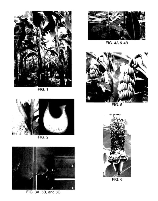 Figure 1 of US plant patent PP27419, the photograph of CQB 114 printed in the patent.