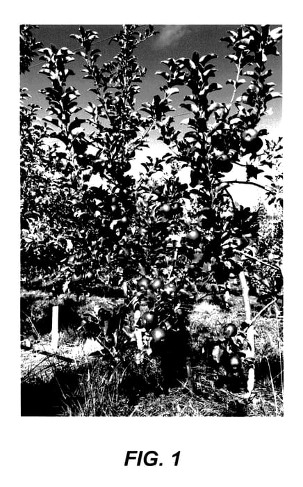 Figure 1 of US plant patent PP27420, the photograph of ANABP 01 printed in the patent.