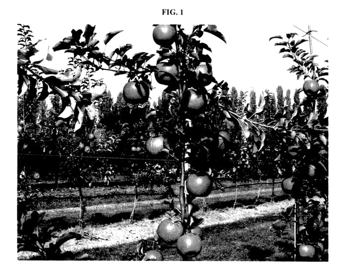 Figure 1 of US plant patent PP27421, the photograph of FUCIV51 printed in the patent.
