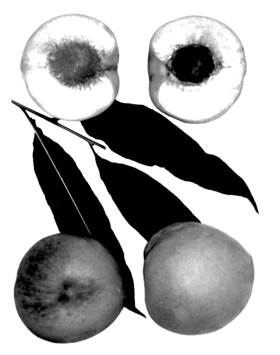 Figure 1 of US plant patent PP27422, the photograph of Clavey printed in the patent.
