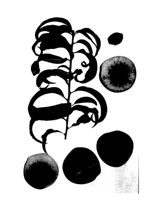 Figure 1 of US plant patent PP27423, the photograph of Burpeachthirtysix printed in the patent.