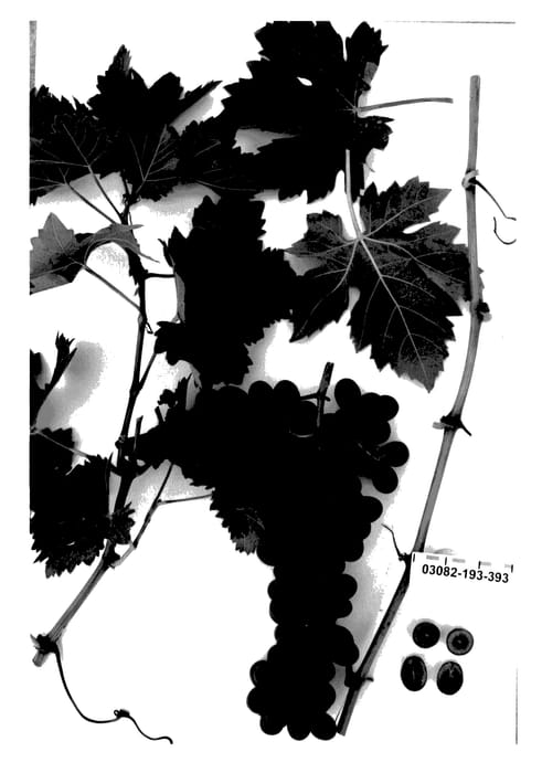 Figure 1 of US plant patent PP27424, the photograph of Sugrafortyfive printed in the patent.