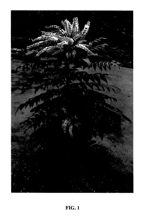 Figure 1 of US plant patent PP27425, the photograph of Marvel printed in the patent.