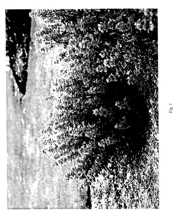 Figure 1 of US plant patent PP27426, the photograph of CT-9-12 printed in the patent.