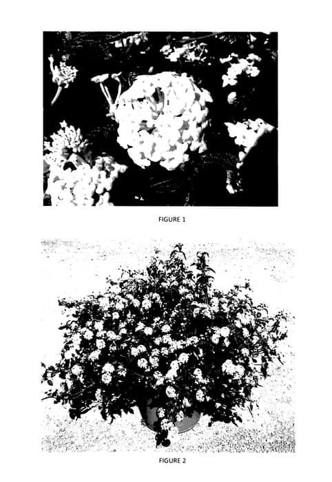 Figure 1 of US plant patent PP27427, the photograph of LANZ0011 printed in the patent.