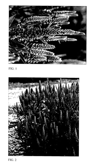 Figure 1 of US plant patent PP27428, the photograph of Very Van Gogh printed in the patent.