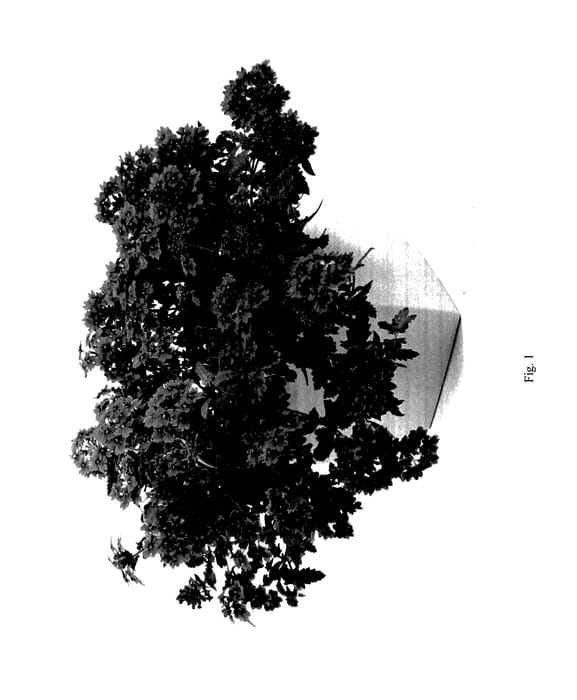 Figure 1 of US plant patent PP27429, the photograph of DVERTOPRED printed in the patent.