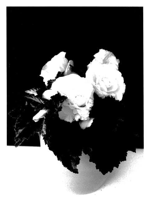 Figure 1 of US plant patent PP27430, the photograph of TMBG0822 printed in the patent.