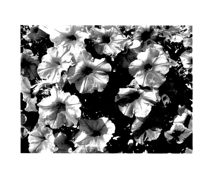 Figure 1 of US plant patent PP27431, the photograph of KLEPH14249 printed in the patent.