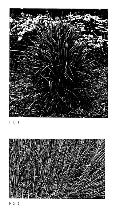 Figure 1 of US plant patent PP27432, the photograph of Twilight Zone printed in the patent.