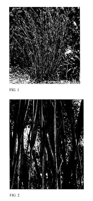 Figure 1 of US plant patent PP27433, the photograph of Smoke Signal printed in the patent.