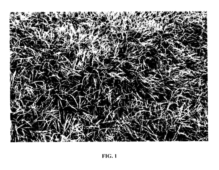 Figure 1 of US plant patent PP27434, the photograph of Nongmn printed in the patent.