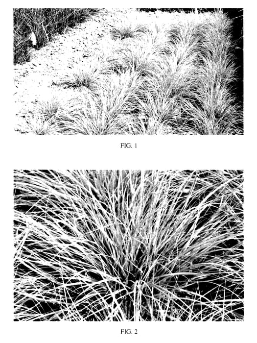 Figure 1 of US plant patent PP27435, the photograph of JS Jommenik printed in the patent.
