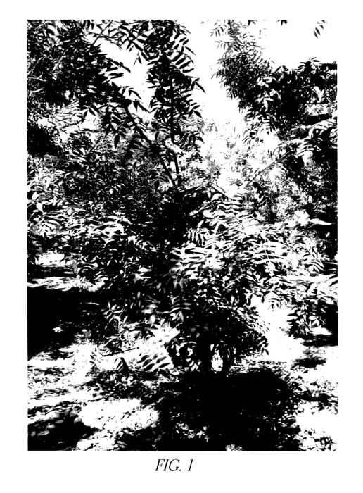 Figure 1 of US plant patent PP27436, the photograph of Wonderful Pistachio Rootstock #5 printed in the patent.