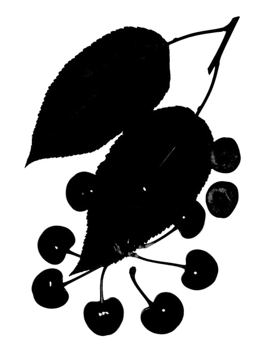 Figure 1 of US plant patent PP27437, the photograph of ROYAL LETTY printed in the patent.