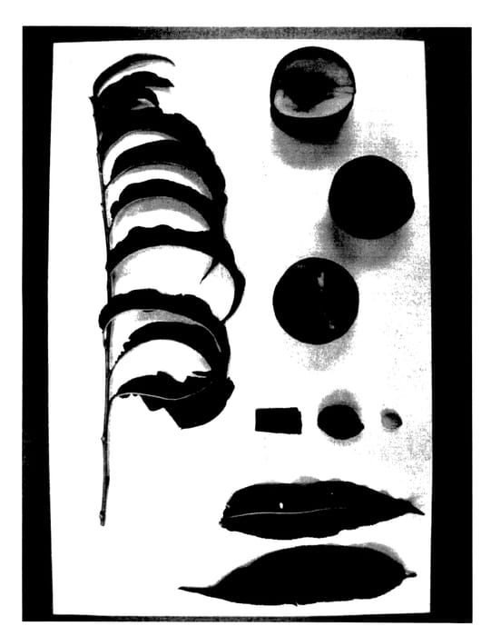 Figure 1 of US plant patent PP27438, the photograph of Burnectthirtyone printed in the patent.