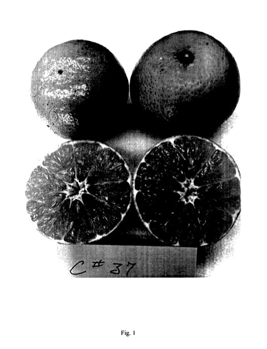 Figure 1 of US plant patent PP27439, the photograph of C37 printed in the patent.