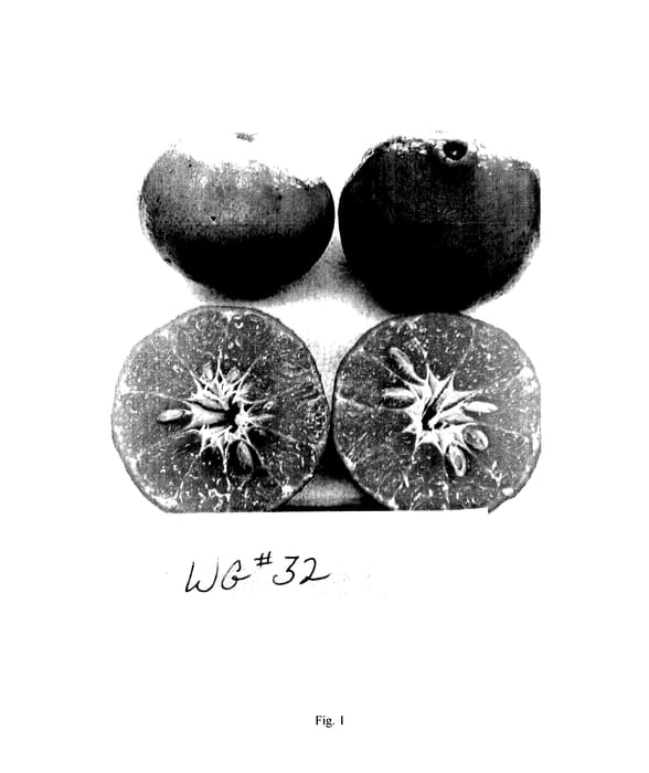 Figure 1 of US plant patent PP27440, the photograph of WG32 printed in the patent.
