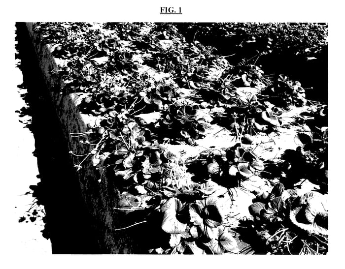 Figure 1 of US plant patent PP27441, the photograph of diligent printed in the patent.