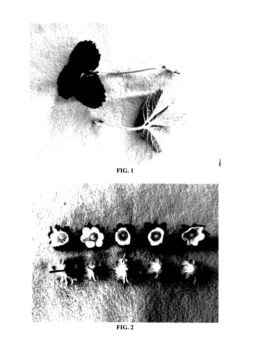 Figure 1 of US plant patent PP27442, the photograph of DrisStrawFortyEight printed in the patent.